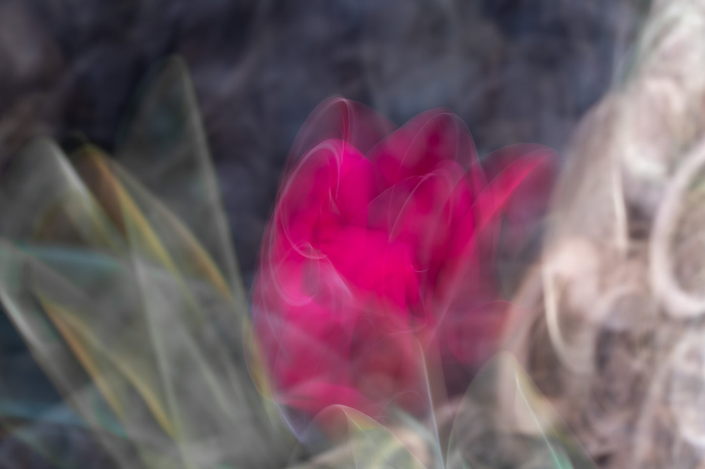 Blütensonate #48
