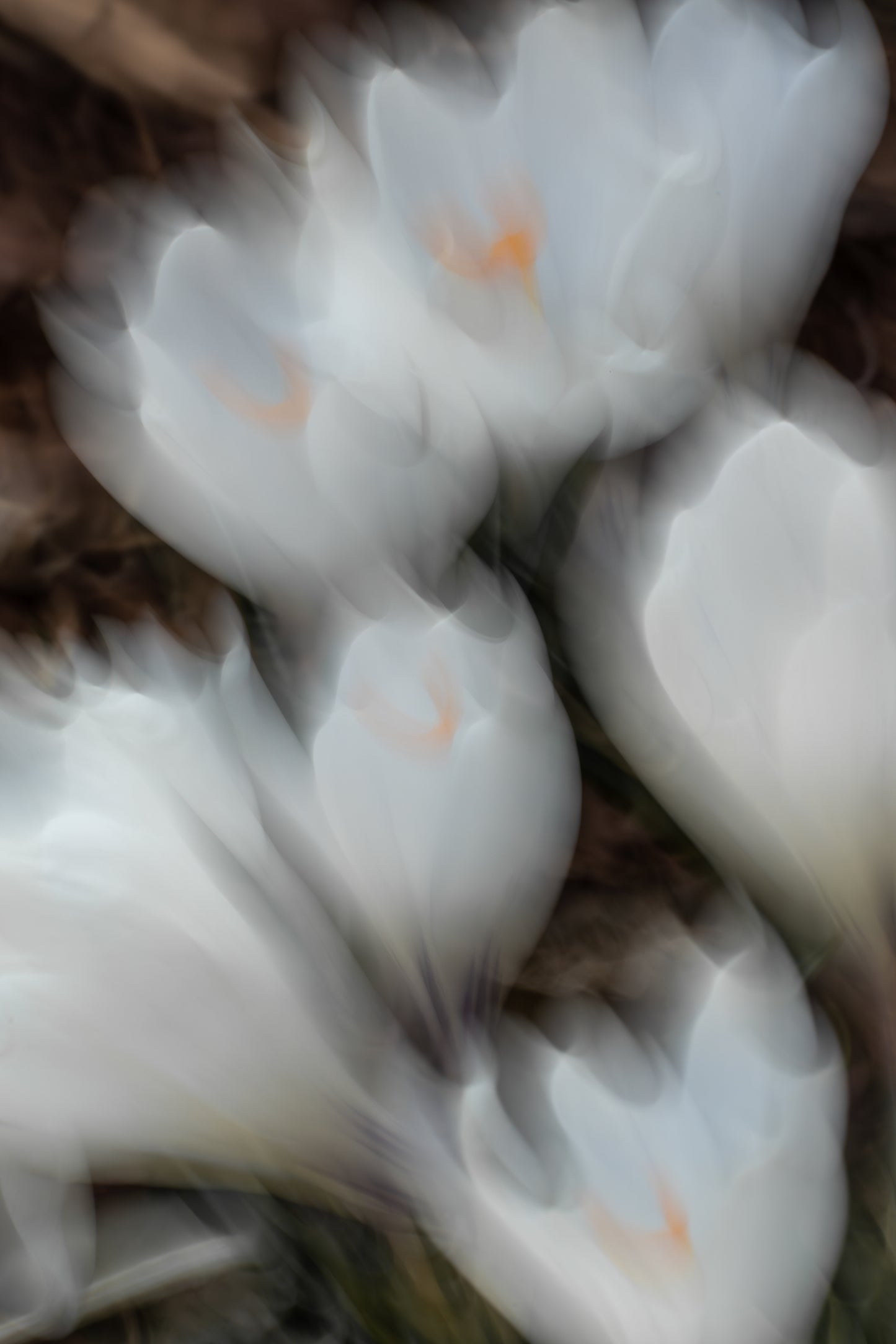 Blütensonate