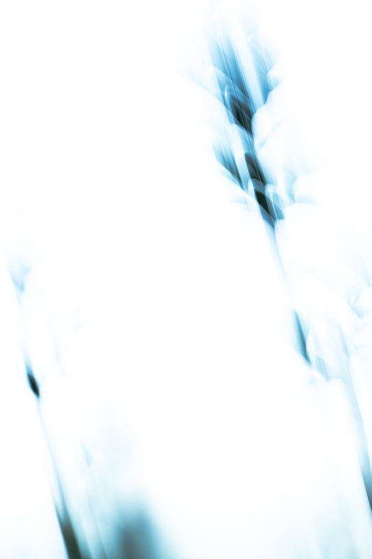 Blütensonate #46