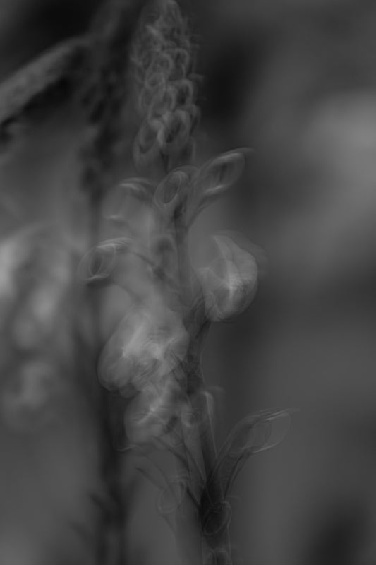Blütensonate #52