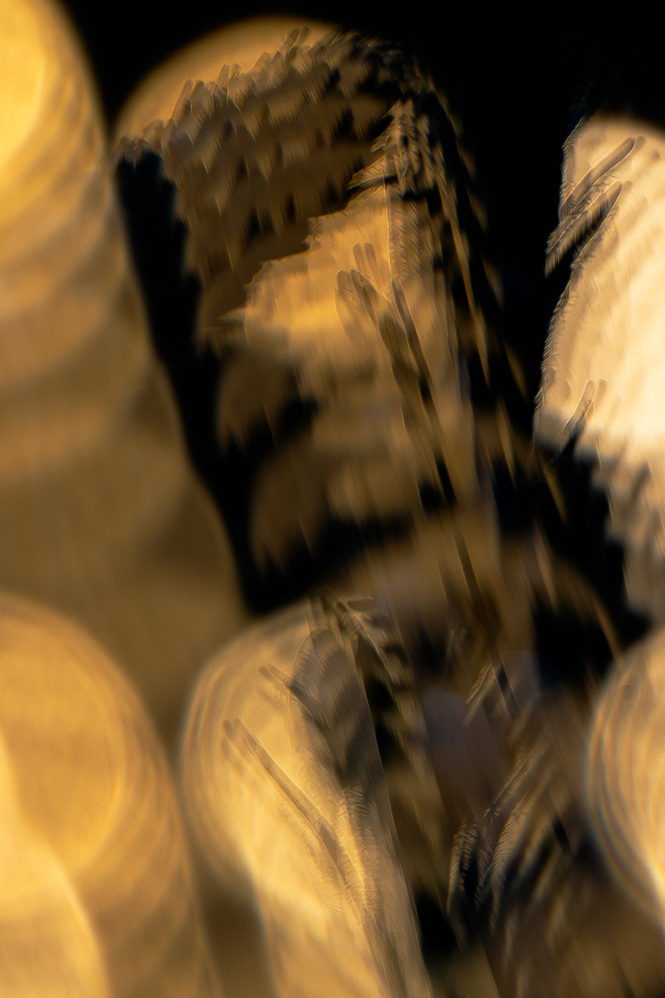 Blütensonate #58