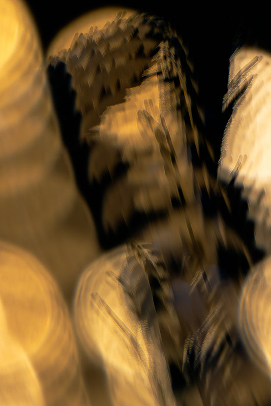 Blütensonate #58
