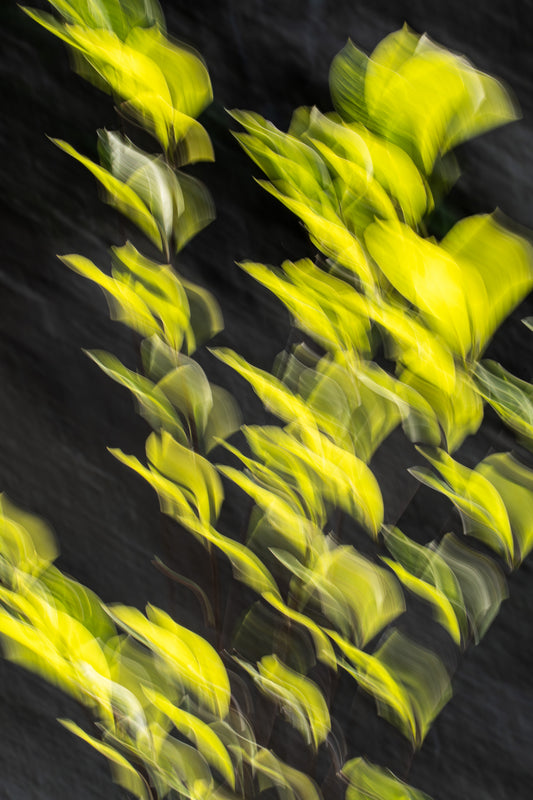 Blütensonate