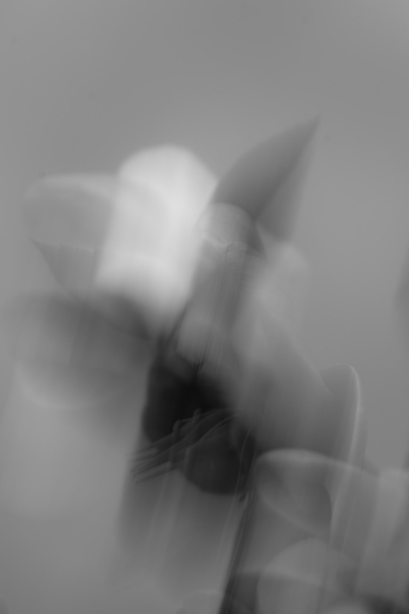 Blütensonate #7