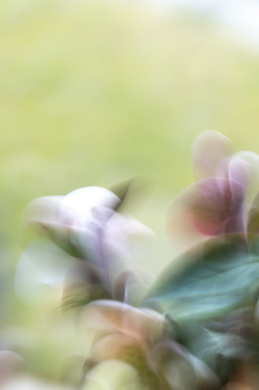 Blütensonate #8