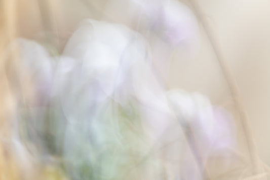 Blütensonate #13