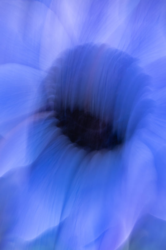 Blütensonate #30