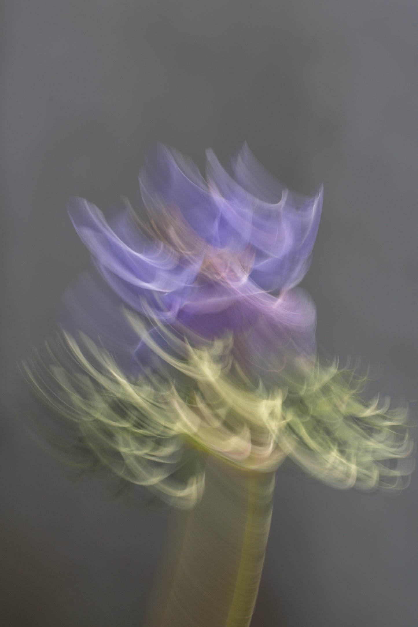 Blütensonate #32